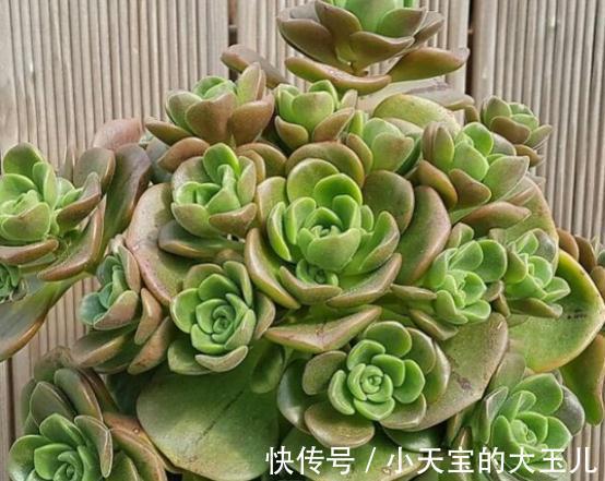 植株|喜欢养多肉就养这种带香气的百合莉莉