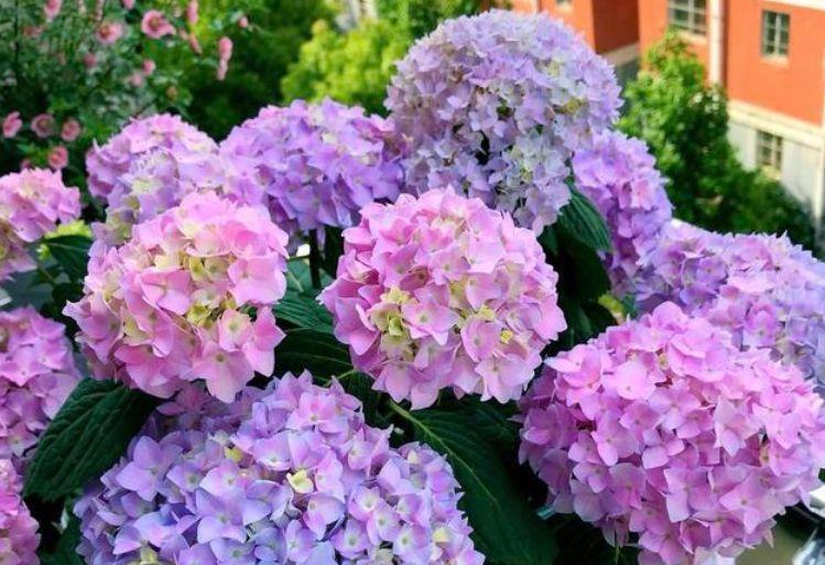 几款花卉颜值超高的,好养易爆盆,楚楚动人,看一眼就难忘