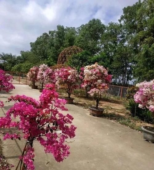 太阳花|“最累”的8种花，花开连续几个月，一次开花几百朵！