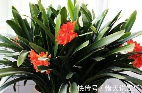 养花不会施肥记住3点就行了,学会了“一生受用”