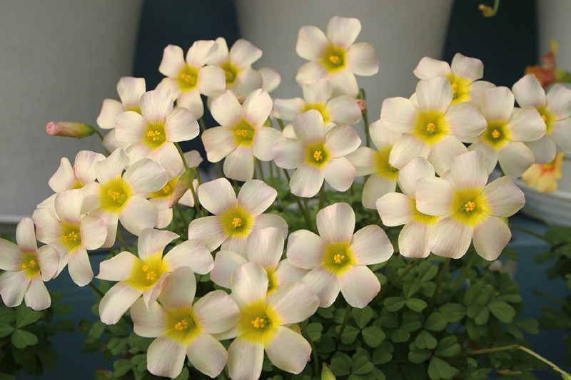 适合新手养的花,丢土里就能活,两个月开花,花色丰富多彩