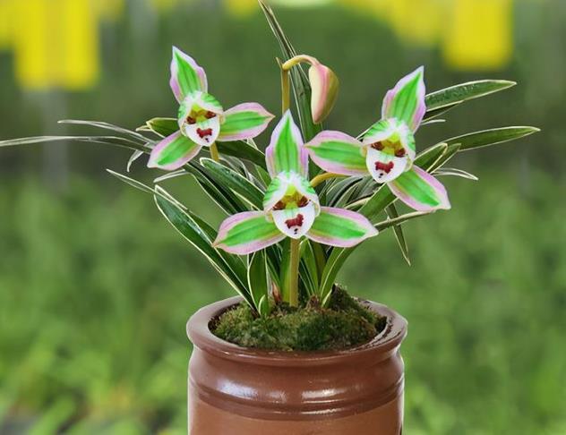 株芯|建兰“帝王妃”，花姿优雅，叶带金边，浓香型盆栽里的上上品