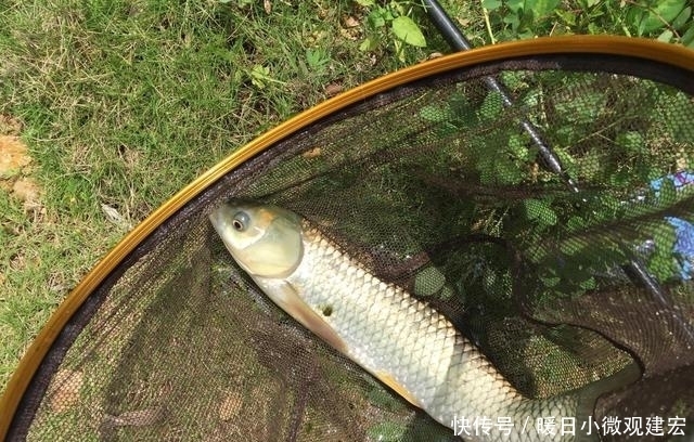 草料|六月前后钓草鱼,这法子简单易学效果好,老钓手经常用,别错过