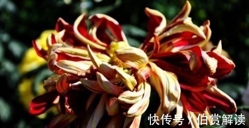 虎生肖虎|春节结缘，缘分桃花特别顺畅，今年收获美好姻缘的4大生肖
