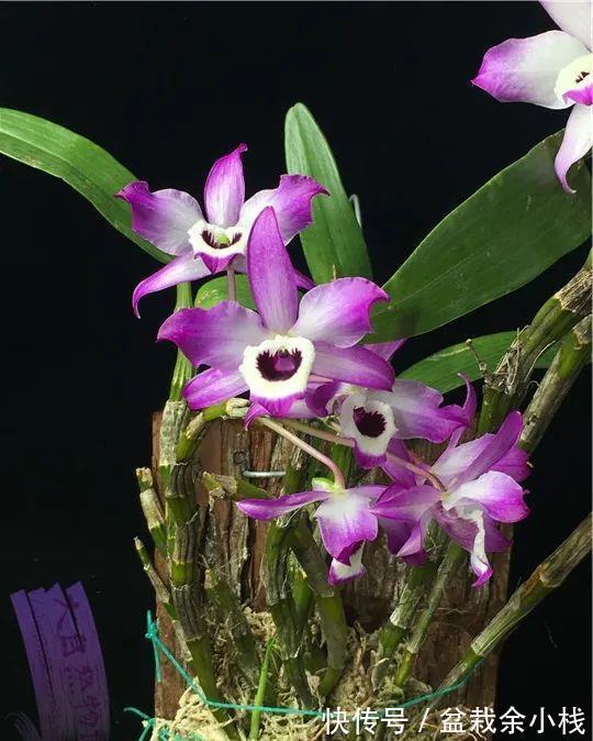 新芽|摸透2个重点,假鳞茎肥大的兰花扦插可轻松驾驭!