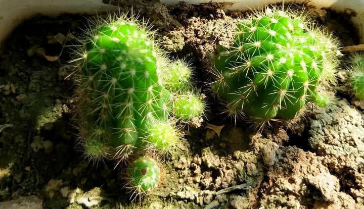 穷养|这6种花就要穷养,不花钱不用管,个个肥得流油