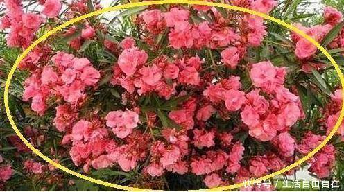 家里养花别瞎养2种花是大忌,6种花旺财还养人