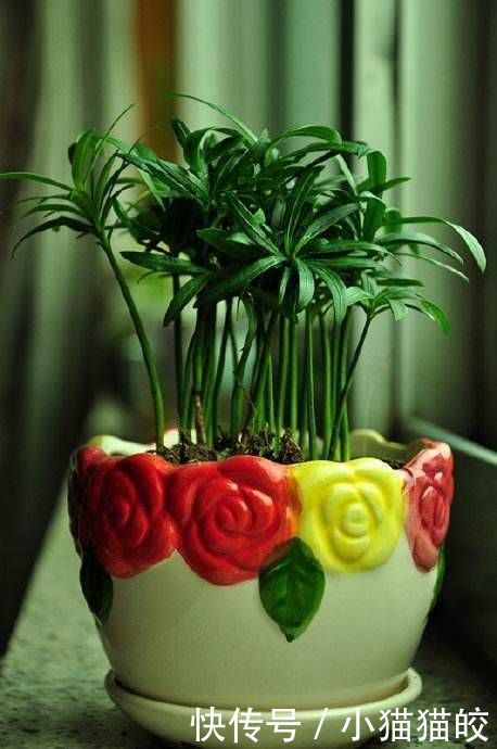 净化室内|书房文艺气息重,这几种小盆景不能少,好看好养提升品位