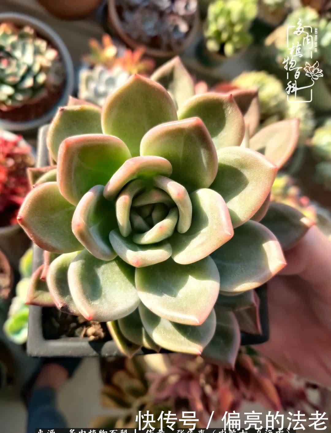 吸取教训,不断探索,英语老师的多肉碎碎念!