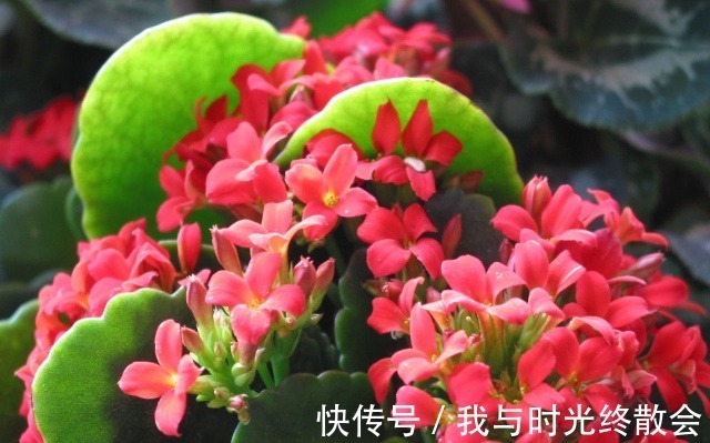 长寿花爆盆技巧有哪些,知道这些方法,养护起来更加轻松!