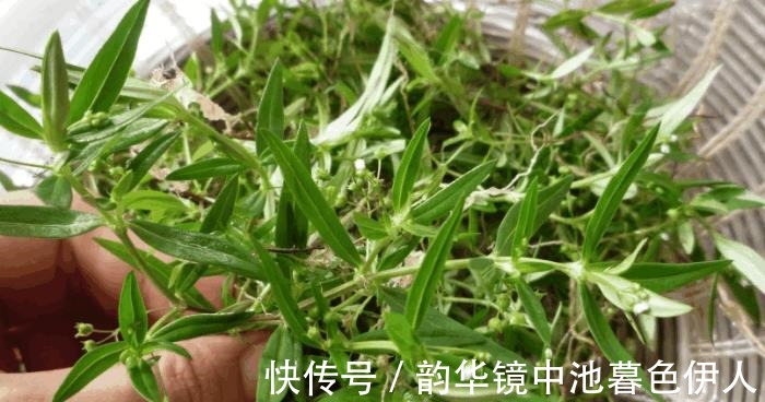 白花蛇草利尿效果好吗