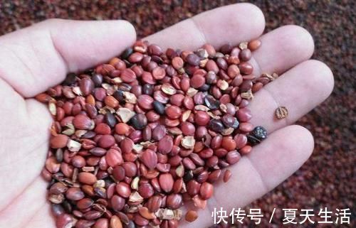 酸枣|晚上睡不着莫慌不妨每天食用点此物,这样睡到天亮,不怕失眠了