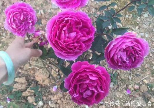 土质|月季盆栽要领分享:作为养花人,收藏这一篇就够了!