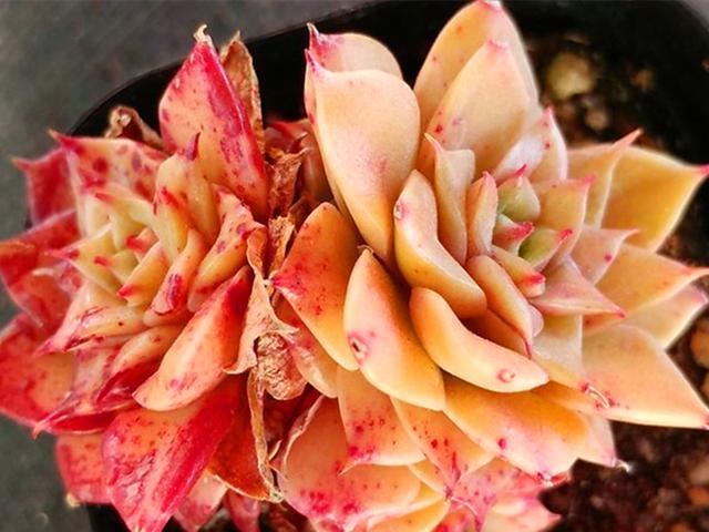 3种橙色多肉，各自用对养护方法，出状态后如阳光般灿烂明媚