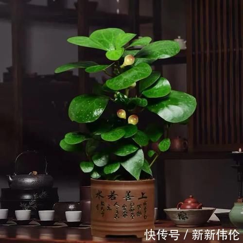 菩提|“小盼菩提”是一种什么盆栽?观叶又观果,漂亮好养,像带着仙气