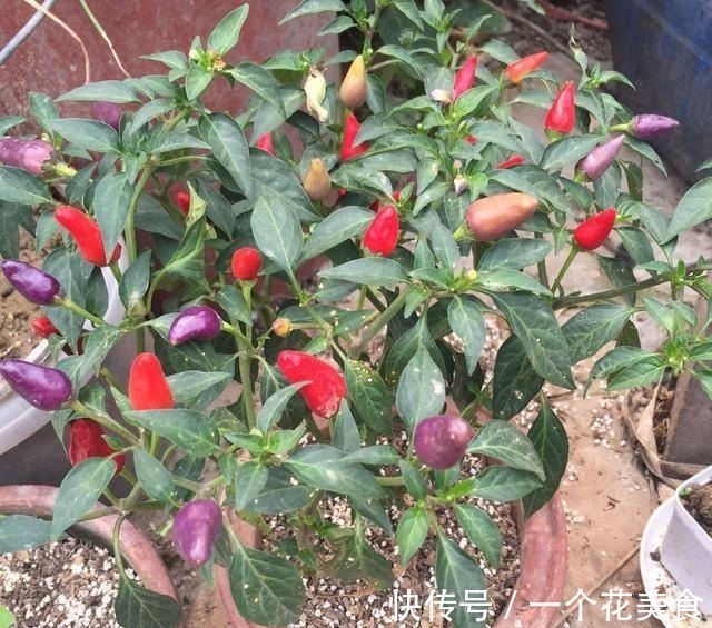 长得像樱桃,城里人把它当盆栽,殊不知做泡菜是一绝,脆爽可口!