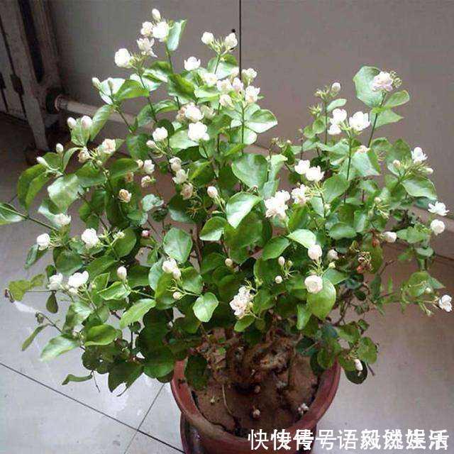 养花|茉莉花这样养不爆盆都难，15年养花老手亲自传授4招，一个月爆盆