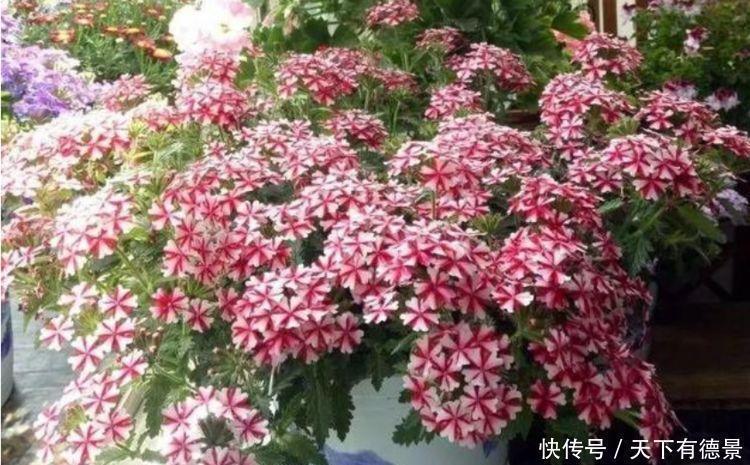 花芽|4种花是“爆盆能手”，好养易活，沾土就活，开花又大又艳
