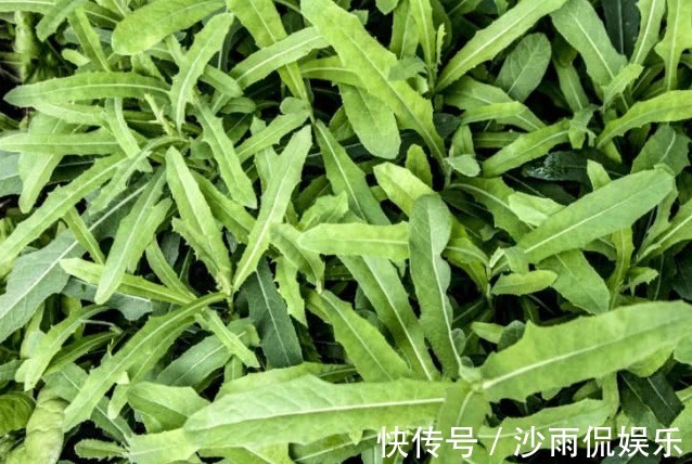 神农本草经|生活中“最苦”的三个蔬菜,营养价值却很高,可惜很多人不喜欢吃