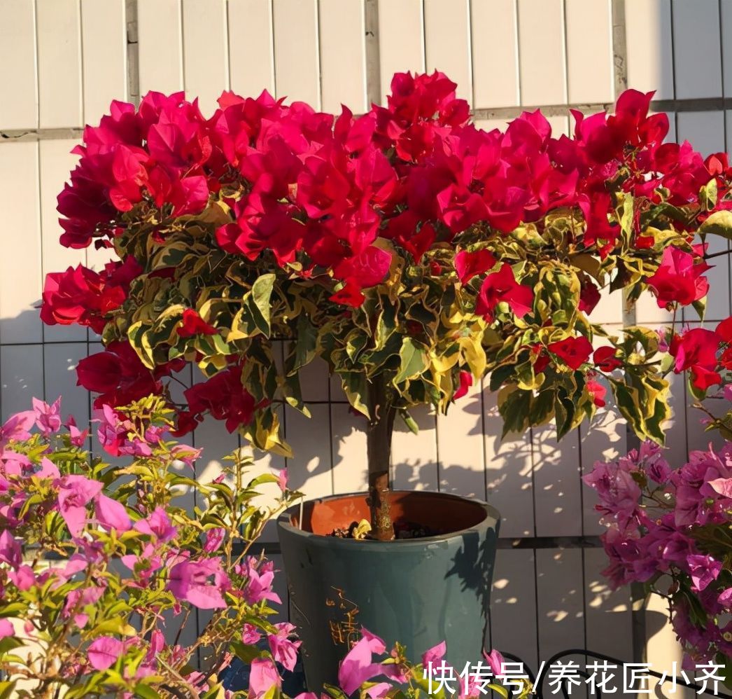 叶片|养花光照要求不同，可以分为“5种”类型，根据植物不同合理摆放