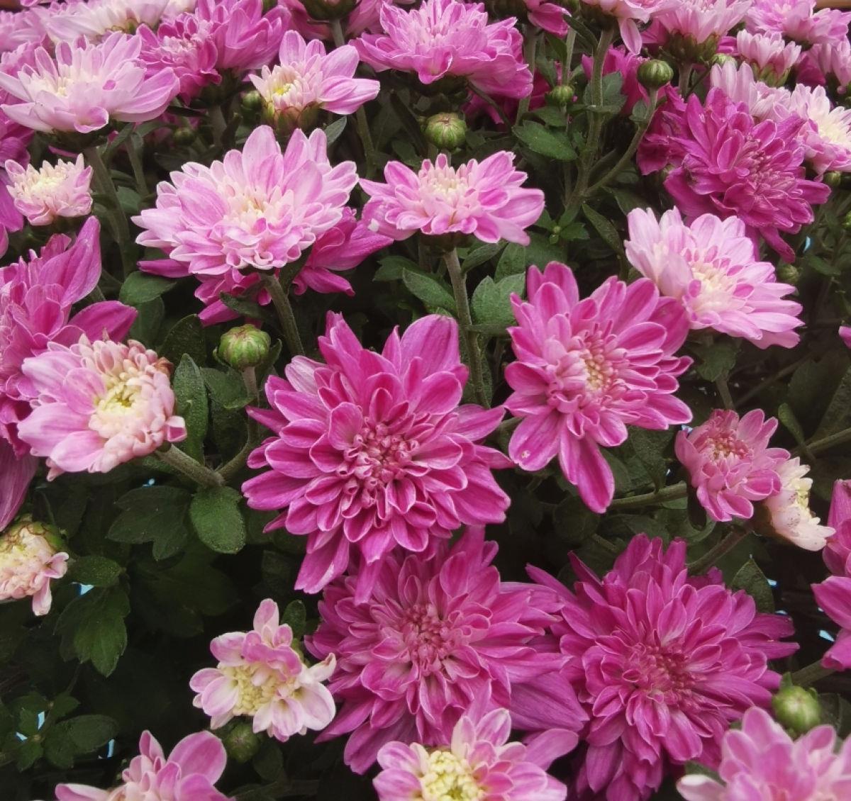 球菊球菊|花朵中的“爆花机器”,初秋正是生长旺季,越“掐”花越多