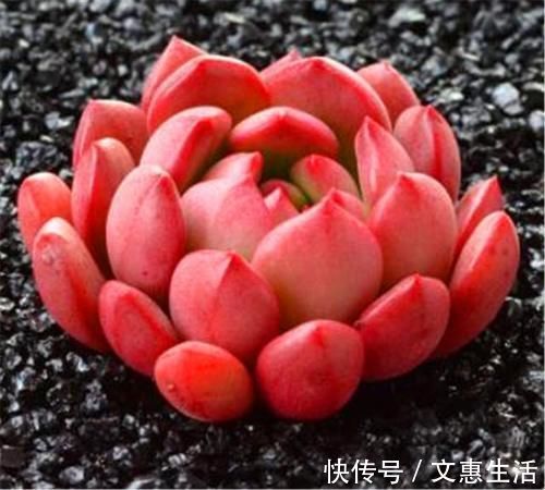多肉红宝石变红很简单,秘诀只有3个字,1分钟学会,火红又明亮