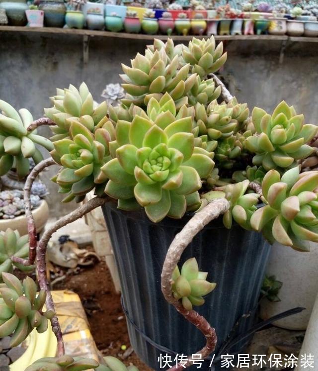 花友|养多肉3年顺风顺水，多亏选了6种大普货，现在全是大老桩