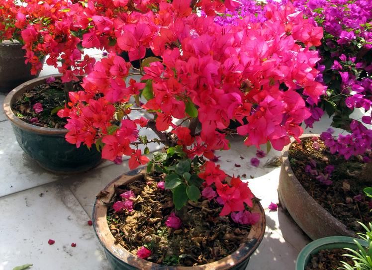 盆栽三角梅该怎么催花？谨记2点，轻松达到目的