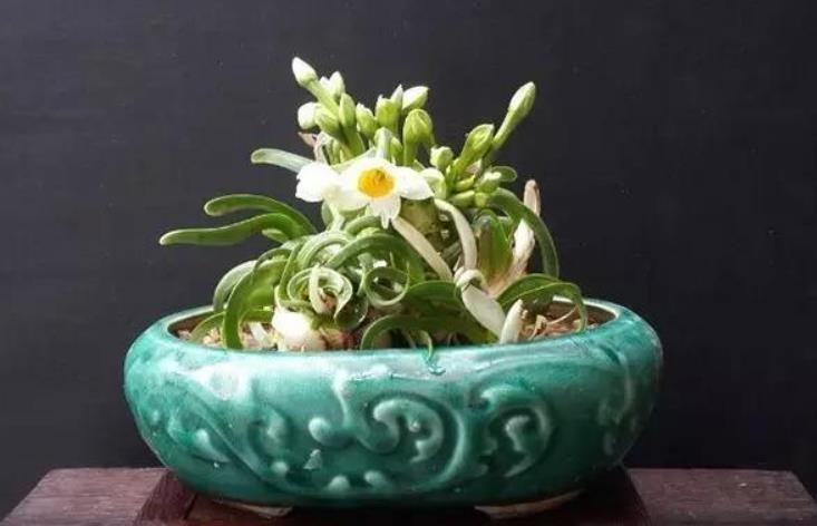 水仙想要防徒长,方法有3个,简单有效,非常实用