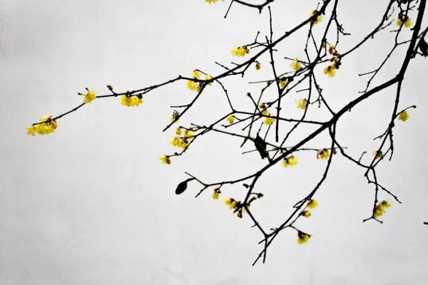 江南第一梅|160多岁的“江南第一梅”迎来盛花期！一起来“云赏”