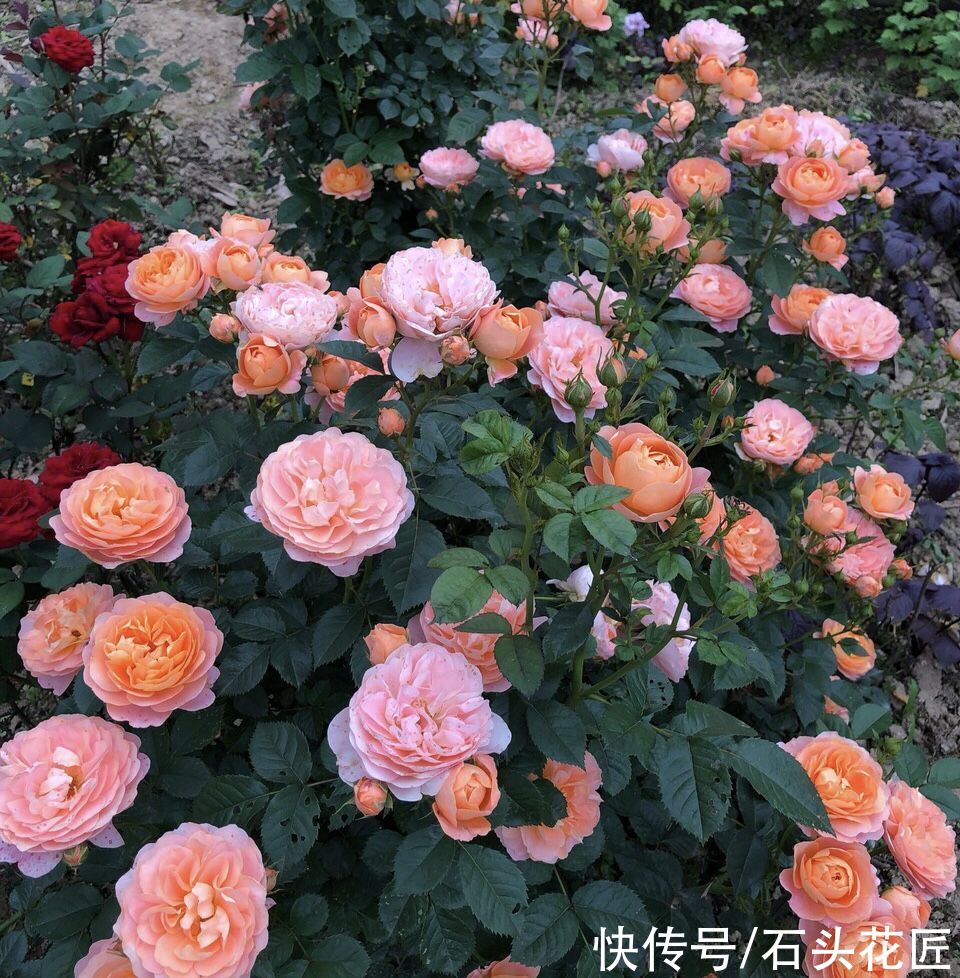 板结|养花土变成“大土块”？这都是你自己造成的，这里有解决办法