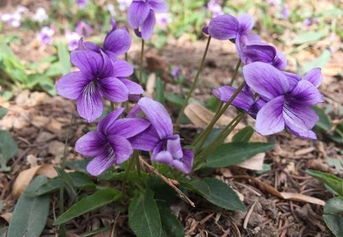 三月出门逛一逛,看到这些“垃圾”,捡回家都是养花“宝贝”