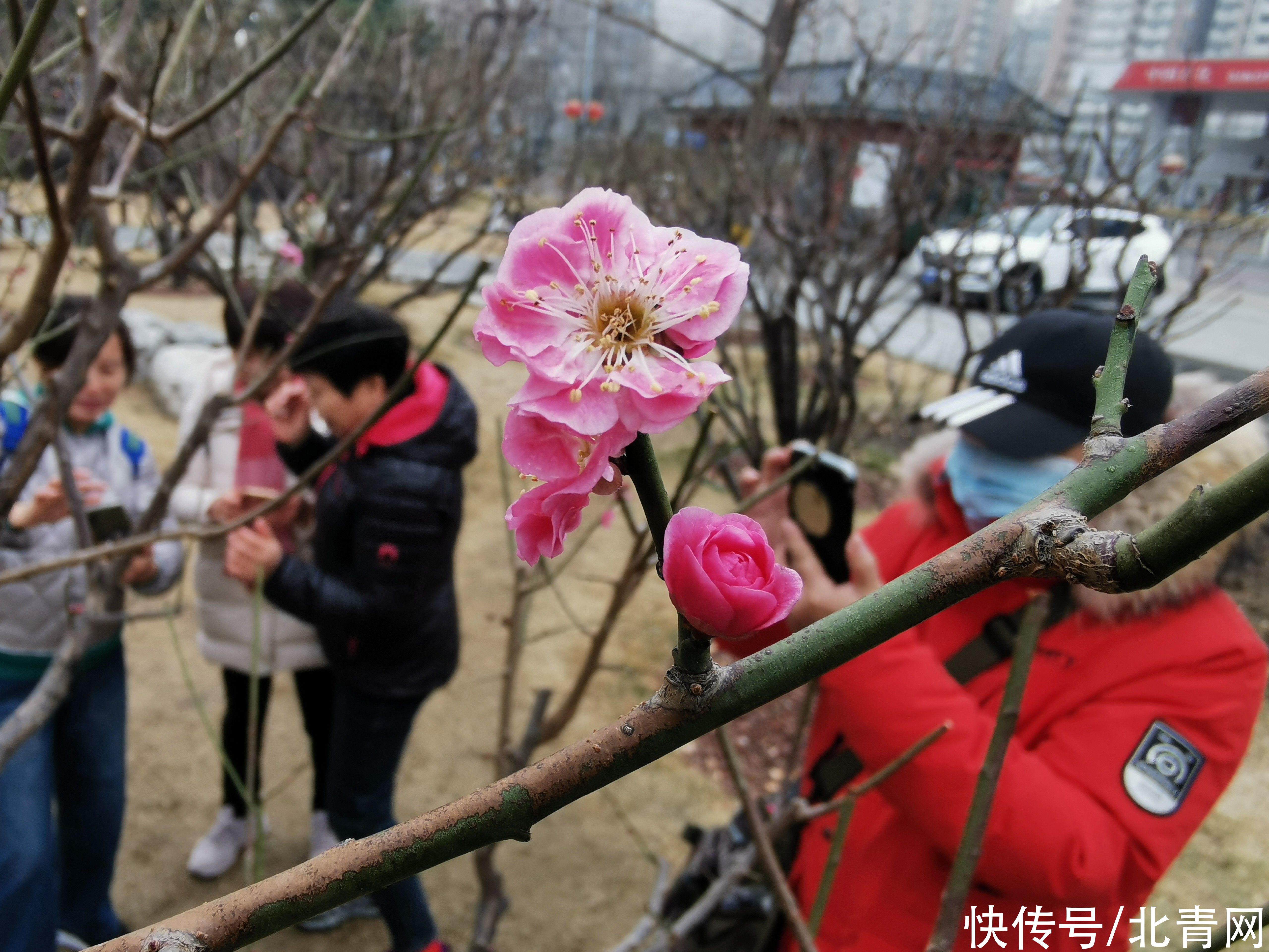 碧水|明城墙遗址公园，早春的梅花开了