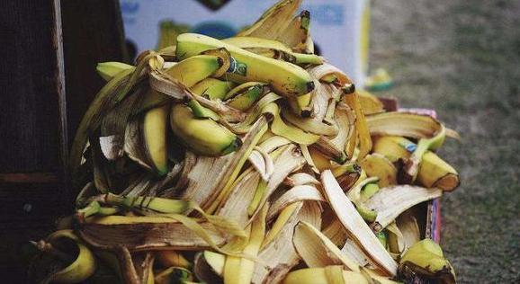 养花不用买营养液，准备好香蕉皮，盆栽植物叶子不泛黄