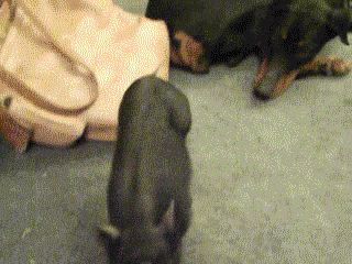 |搞笑GIF：这可能不是最吓人的 但绝对是挨揍最多的