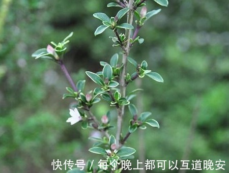 植株|农村人称“白马骨”的野草,全身是宝,对风湿有良效,被广泛种植