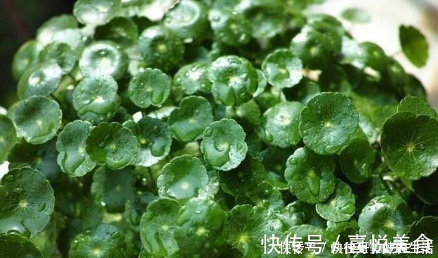 植物|想要短时间养出“爆盆花”，这几个品种最合适，一株就能呼呼长！