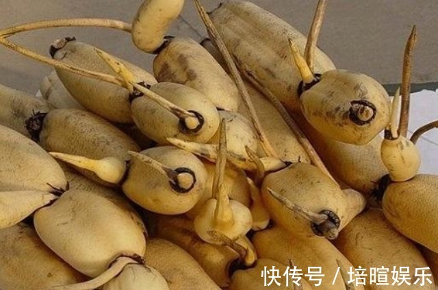 营养物质|怀孕后,孕妈尽量多吃4物,或有助于安胎,对宝宝发育也有好处