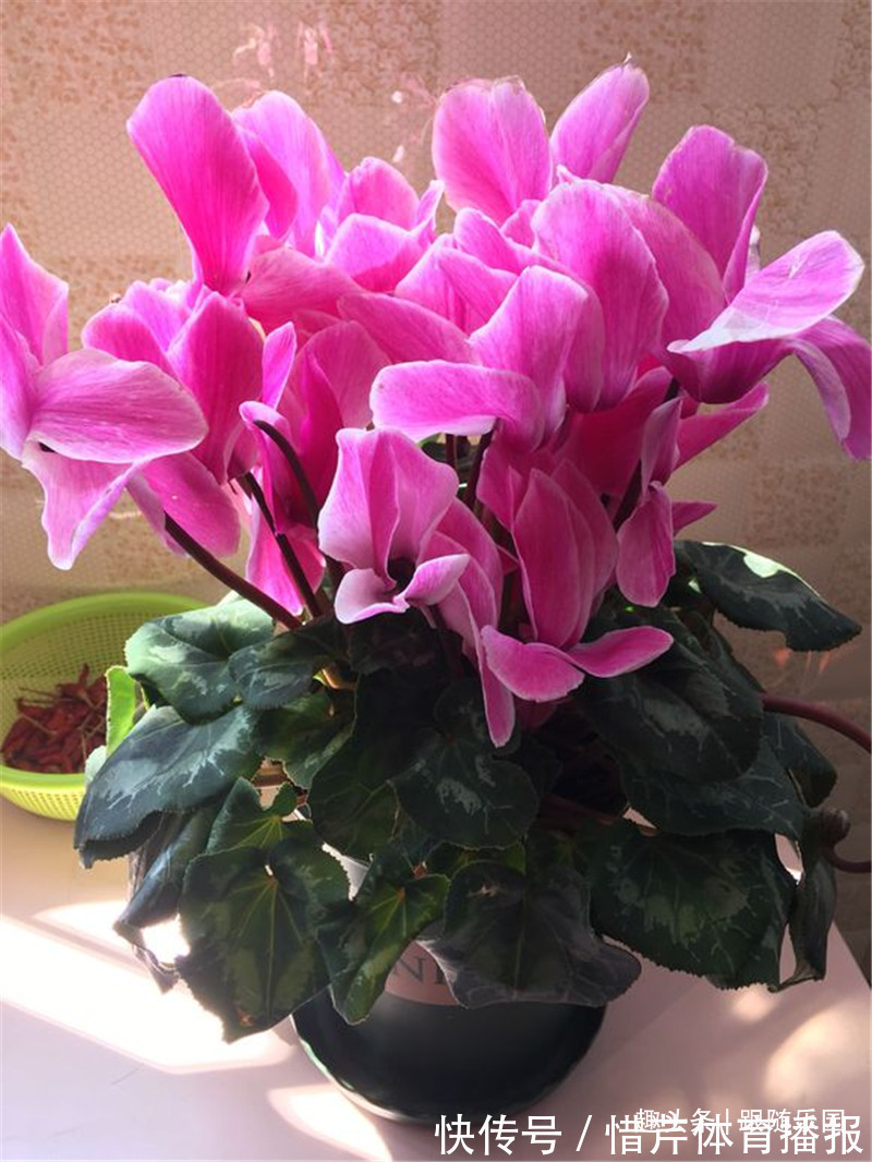 3种“养人花”，好看好养又能净化空气，越养越“贵气”！