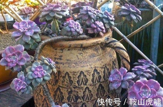 花友|6种多肉是公认的普货之王,有花友最美好的回忆,靠时间变成老桩