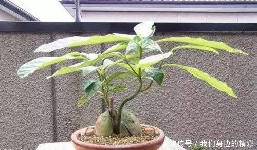 这6种盆栽不用买,水果吃完丢水里泡7天,30天后乐开花!