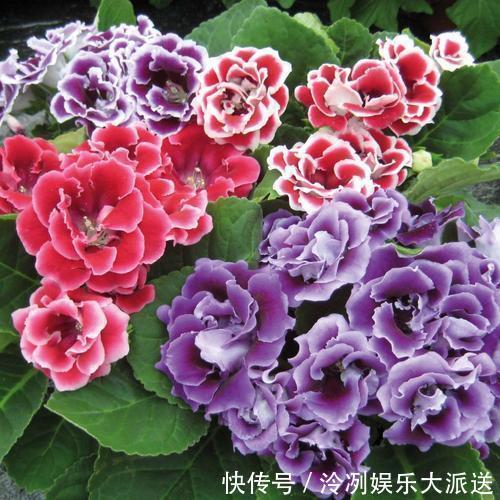 浇水|这2种花花期长又好养，光照不足也不影响，美化环境陶冶心情