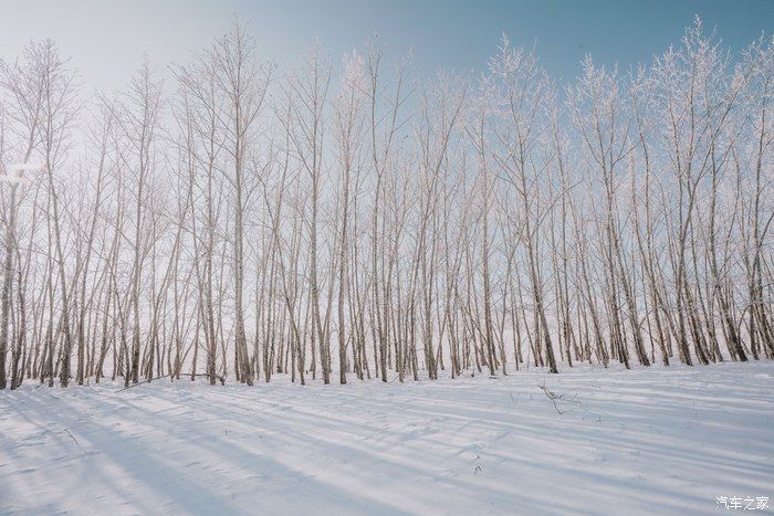魅力雪境-与福克斯一起探索呼伦贝尔的冬天