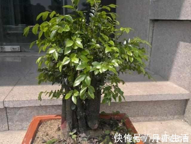 花卉|这三种树最适宜养在客厅,比香水都香,亲戚来了都说好