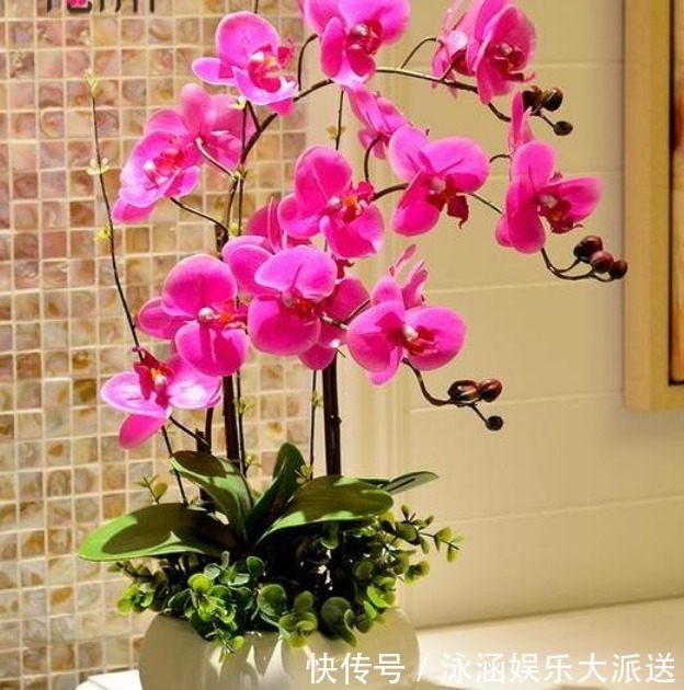 美到惊艳的“4种花”,婀娜多姿、香飘怡人,寓意美好,幸福满满