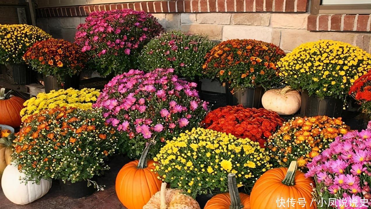 女人的阳台，别缺5种花，好养爱爆盆，一盆千百朵，枝头花苞满