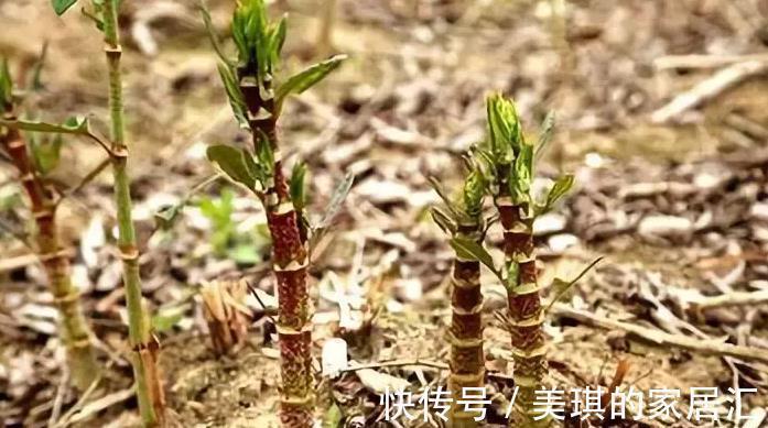 农民们|农民若是见了它，就要把它拔掉，殊不知是价值珍贵的活血龙