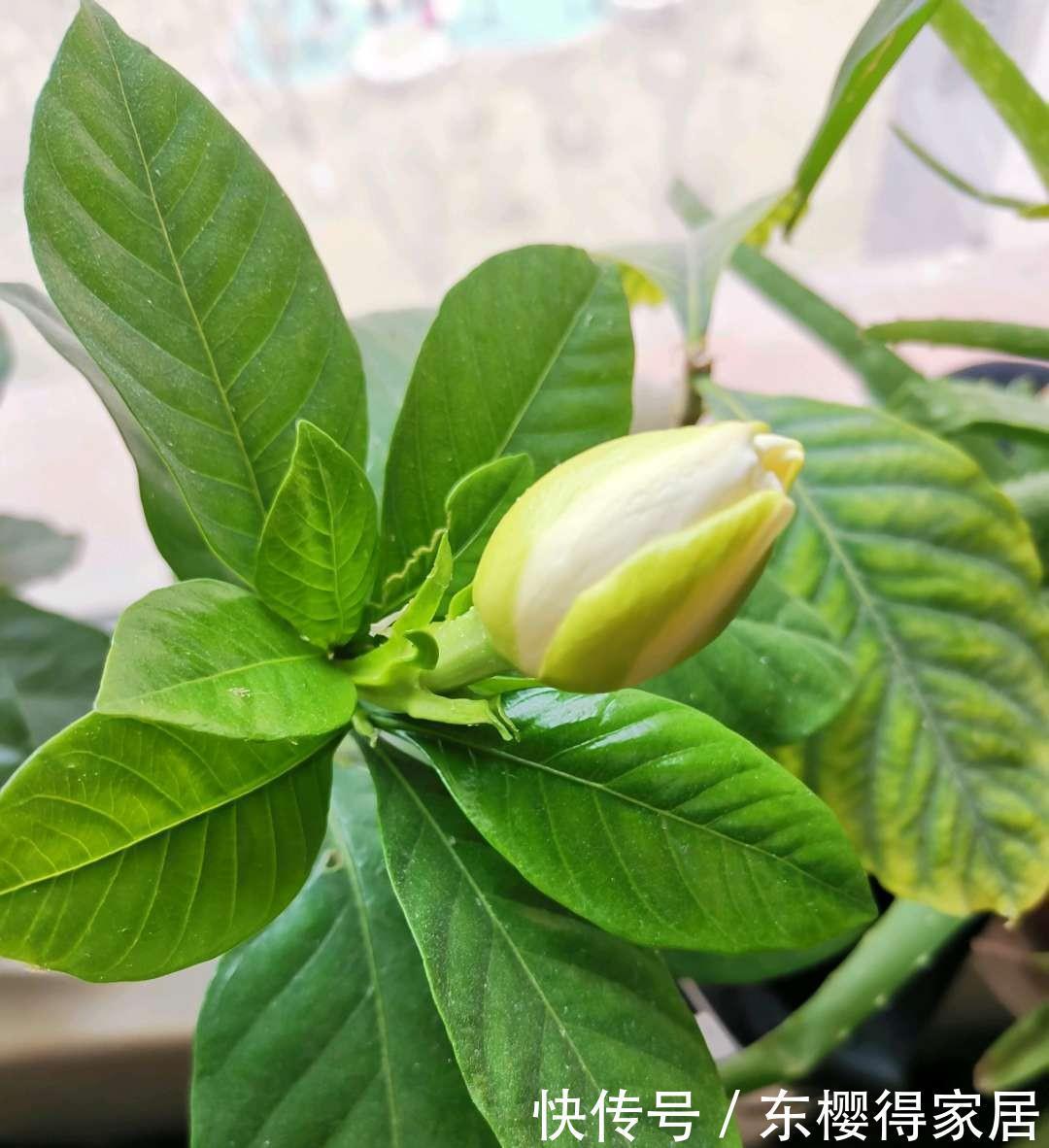 茶花、栀子花、杜鹃花,最爱掉苞黄叶,教你一招解决!