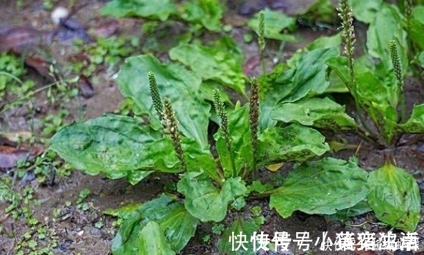 消炎|妇科炎症总是反反复复?不妨试着喝3种水,或许有助消炎健康