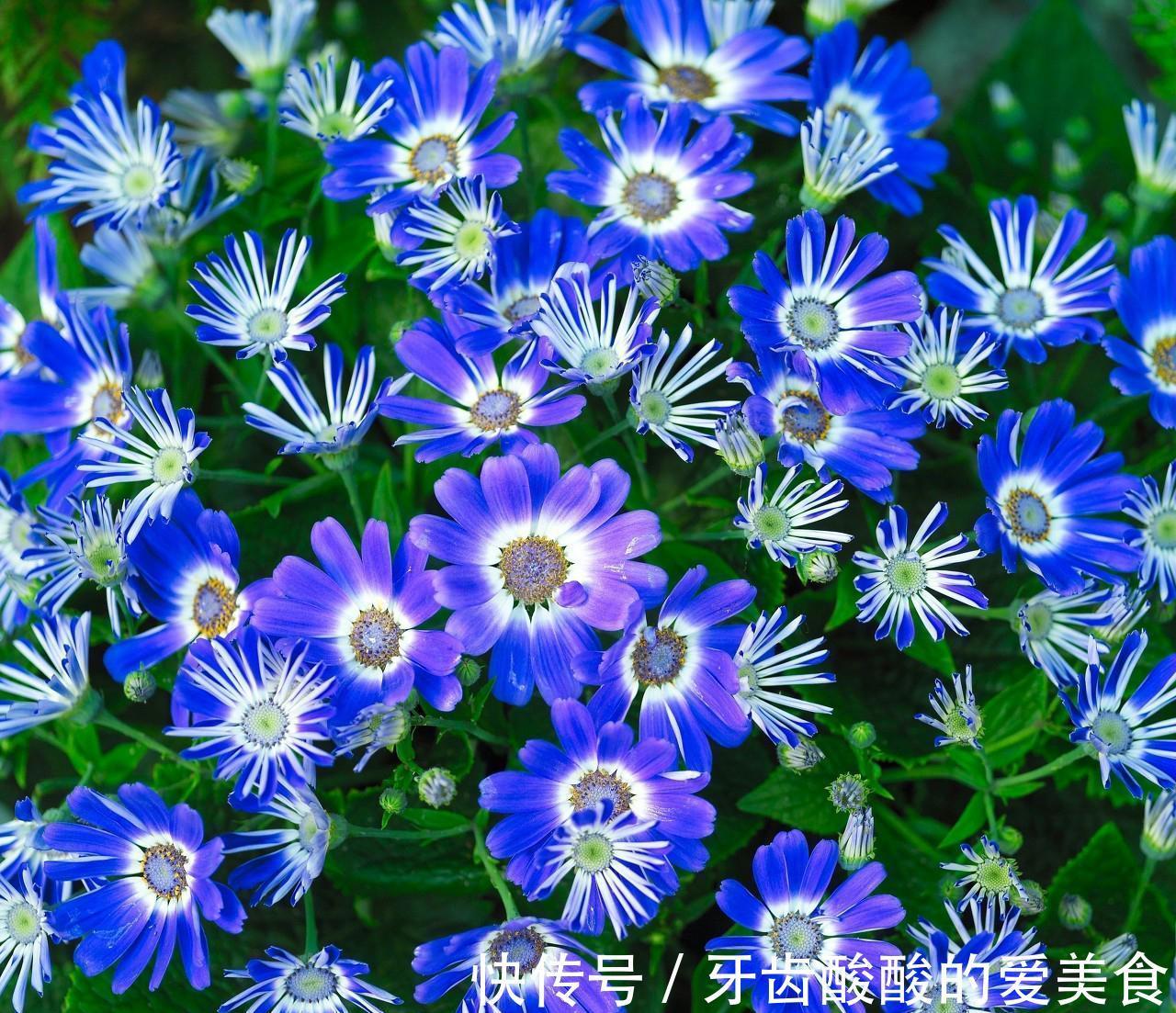 花大色|快到小雪了,家里要有的3种“好运花”,寓意福临小院满院春光